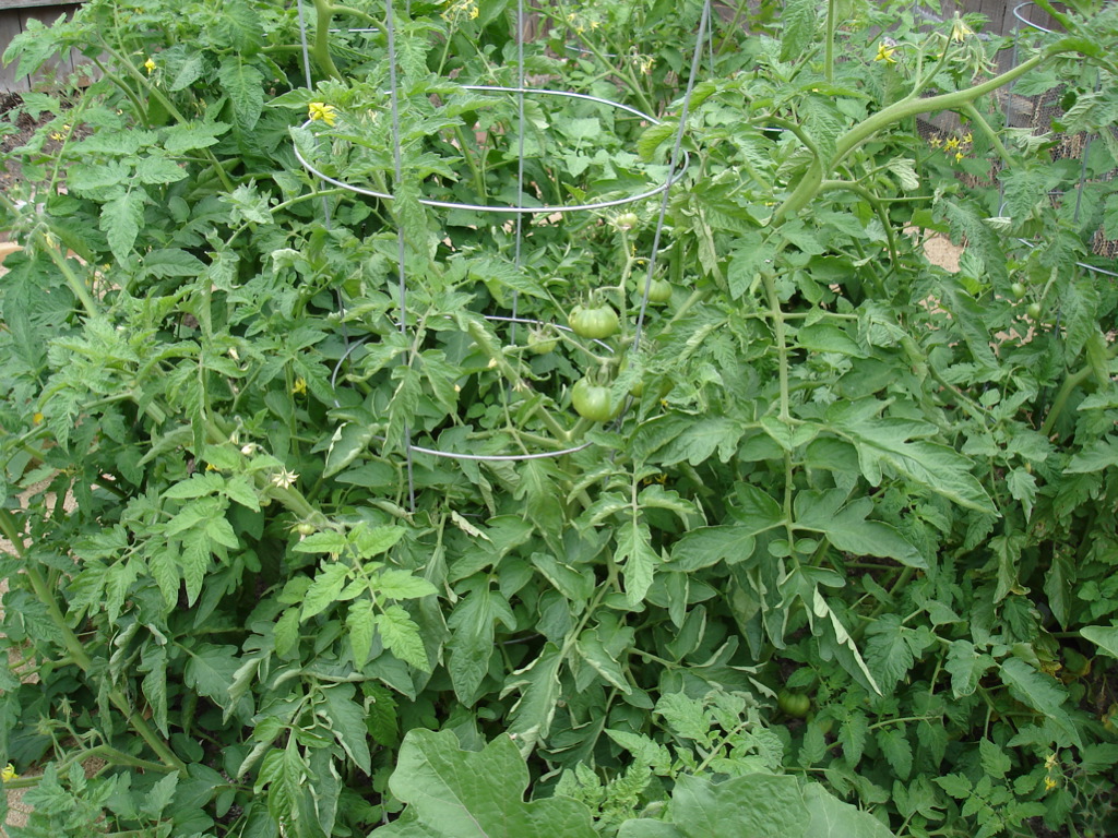 Companion Planting and Cannabis Cannabis Industry Institute