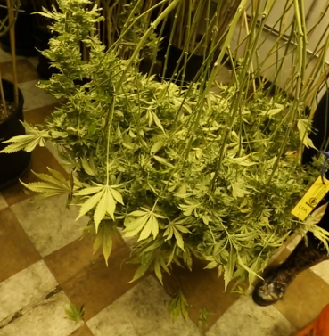 Ideal Room Temperature For Clones Ideal Room Temperature For Clones